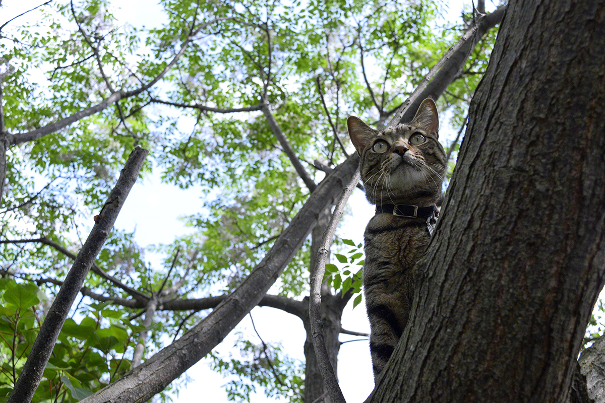 鳥を追いかけて木に登るキジトラ猫の虎ノ介