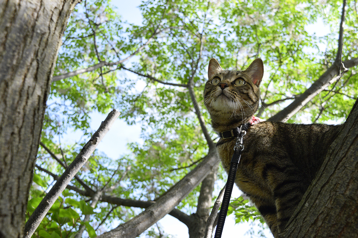 鳥をおいかけて木に登るキジトラ猫の虎ノ介