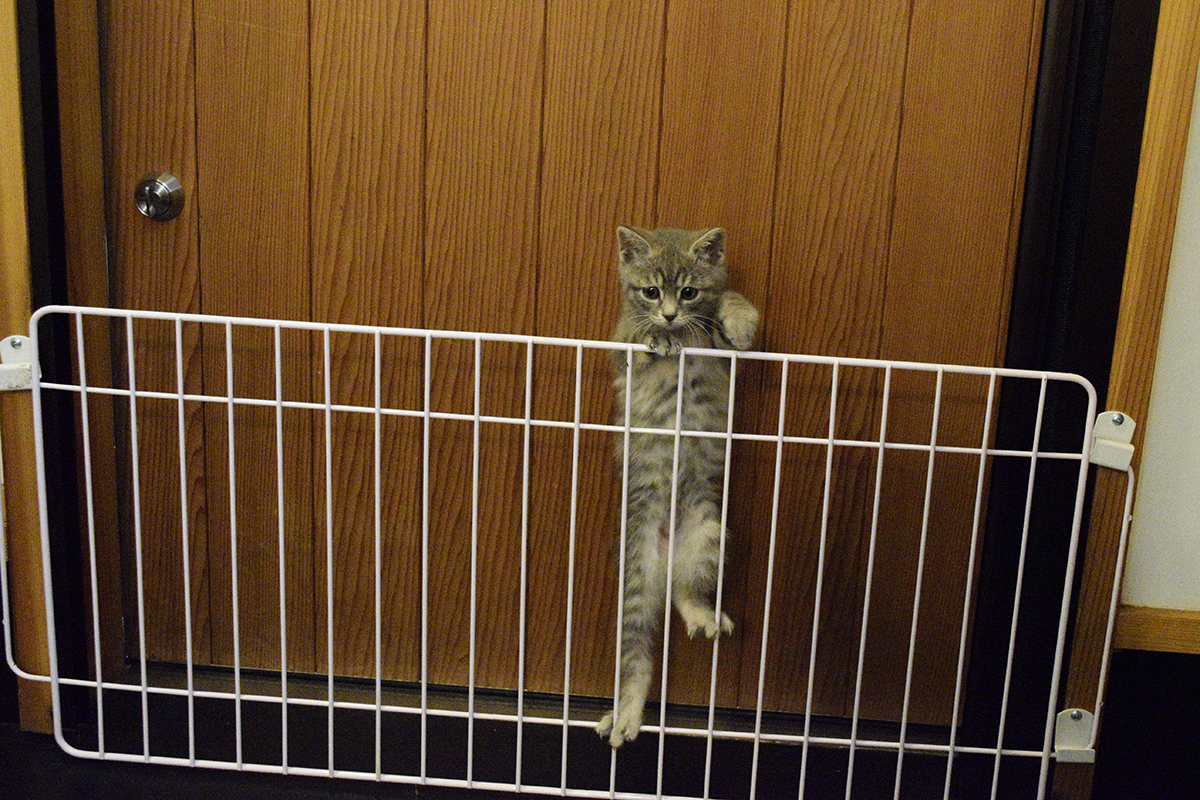 脱走を試みてフェンスとドアの間にはまる新入り猫