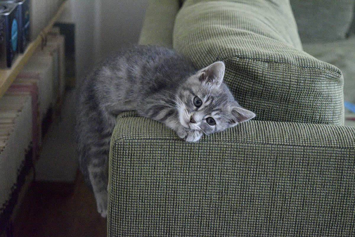 ソファーの上で昼寝する新入り猫