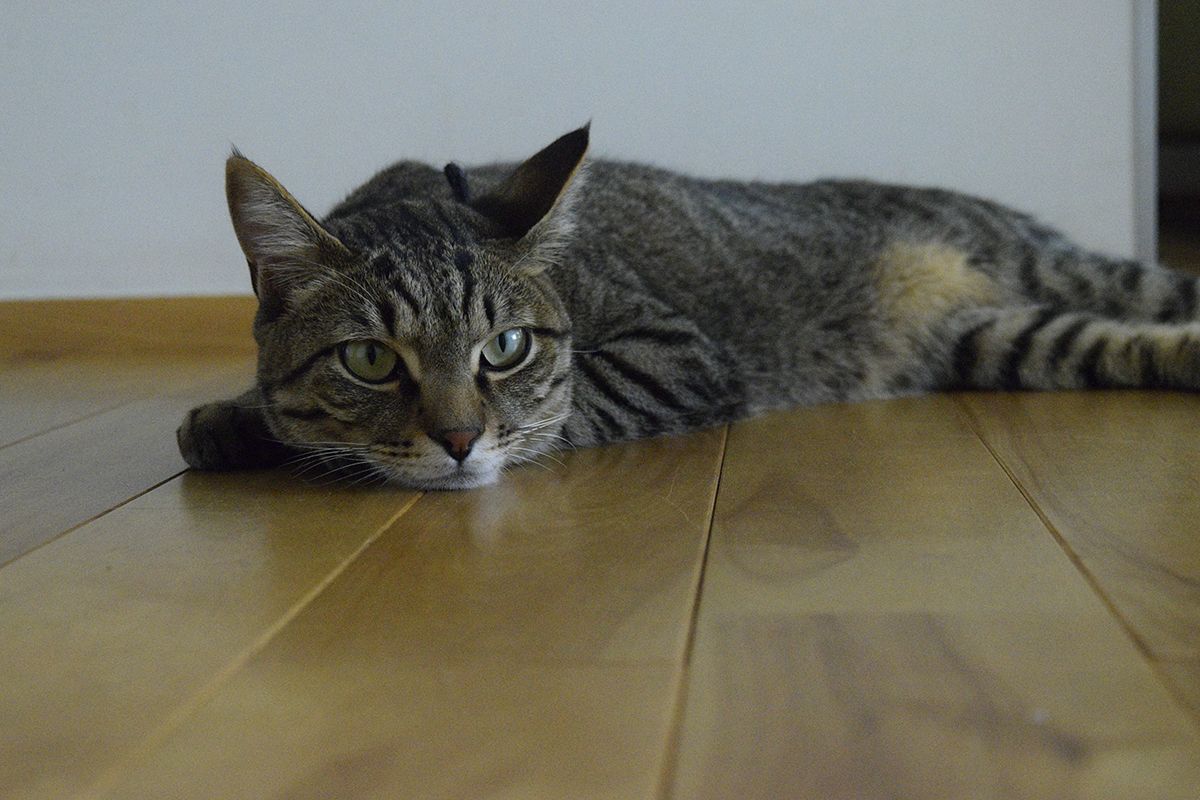 家にもどって冷たい床でくつろぐキジトラ猫の虎ノ介