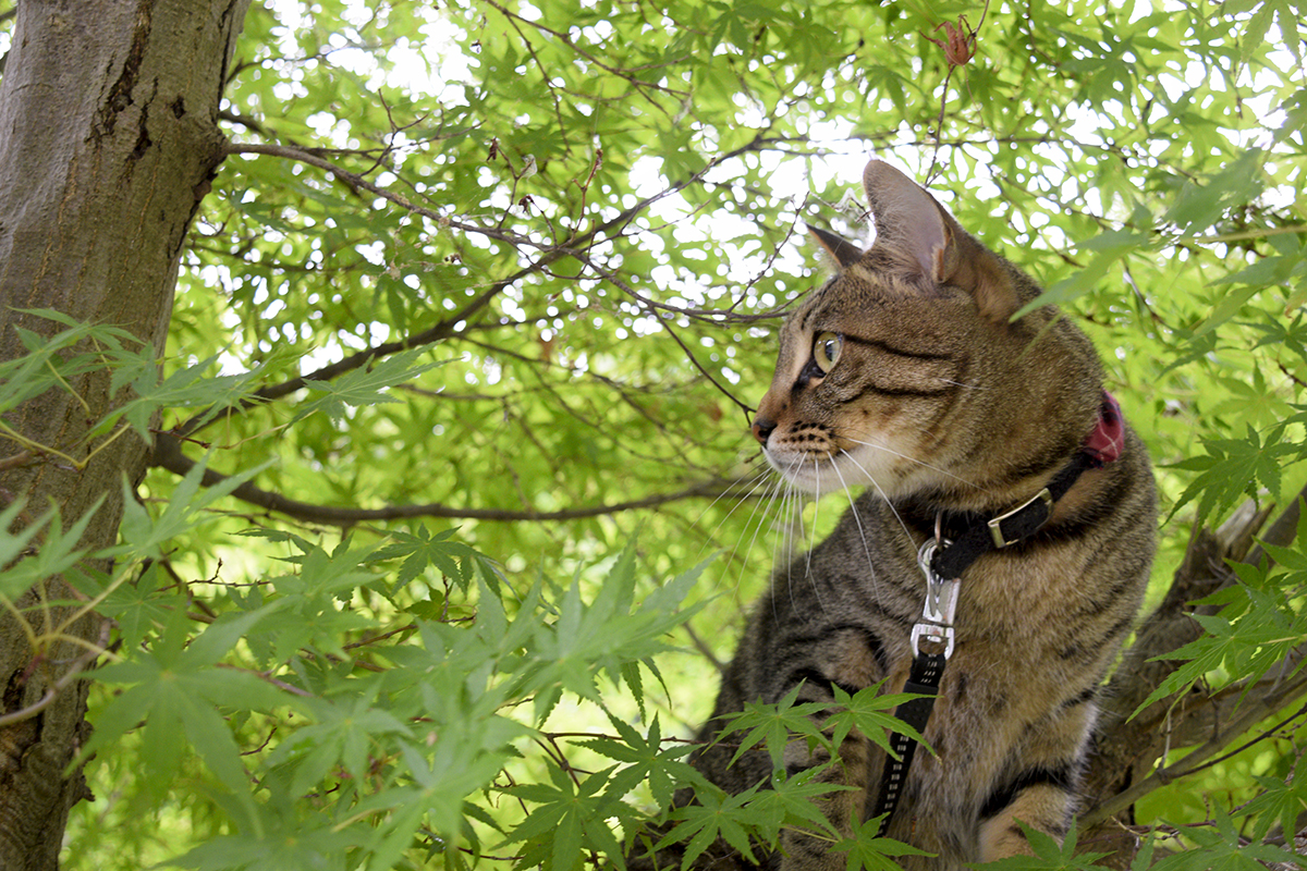 朝から木登りをするキジトラ猫の虎ノ介