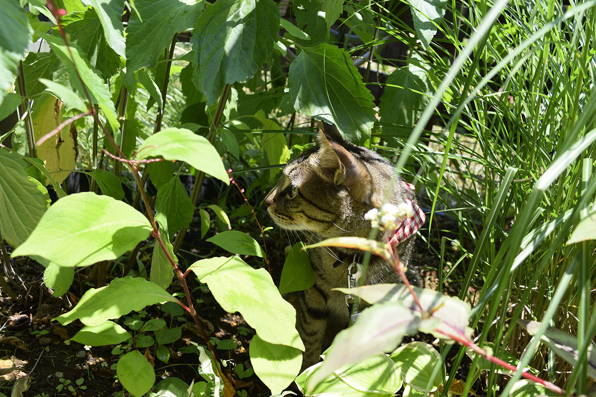 庭の草の中で涼むキジトラ猫の虎ノ介