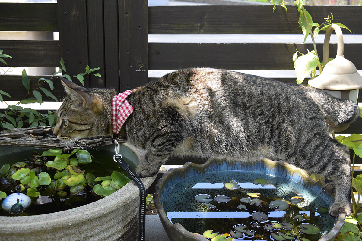 水鉢をまたいで水を飲むキジトラ猫の虎ノ介