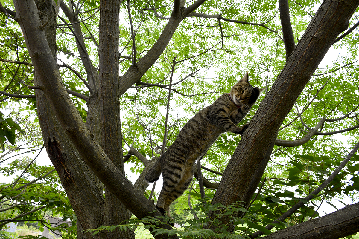 木に登ったらクモの巣に引っかかったキジトラ猫の虎ノ介
