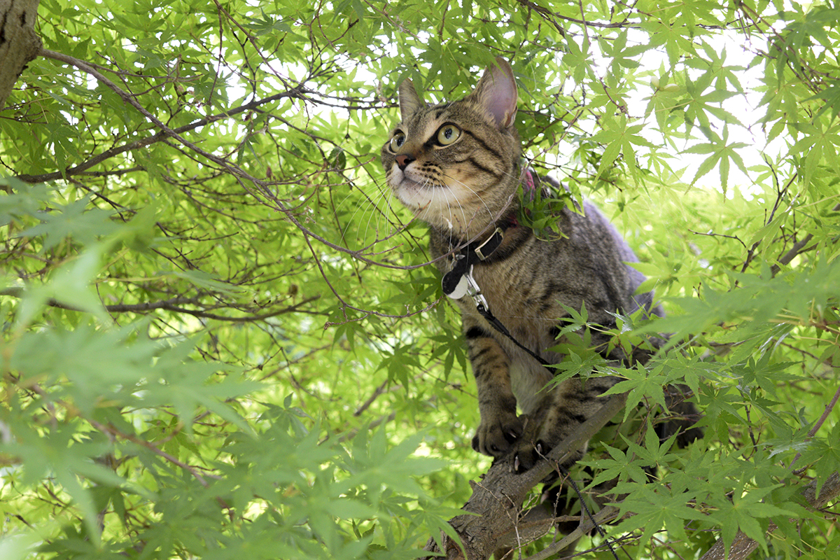 木に登って鳥をみるキジトラ猫の虎ノ介
