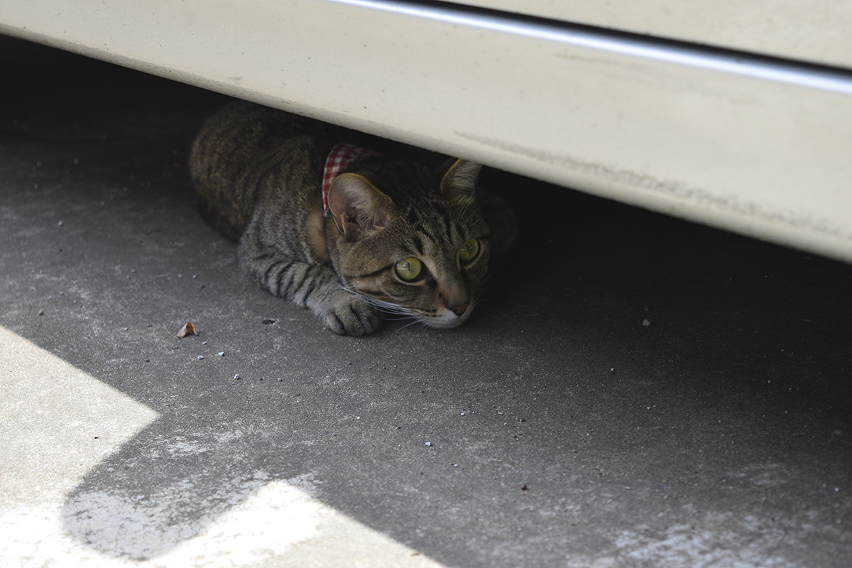車の下で涼むキジトラ猫の虎ノ介