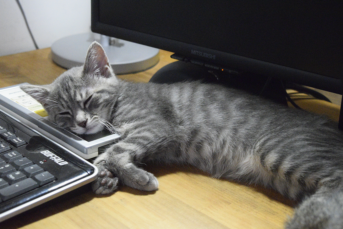机の上で寝るサバトラ猫の春太