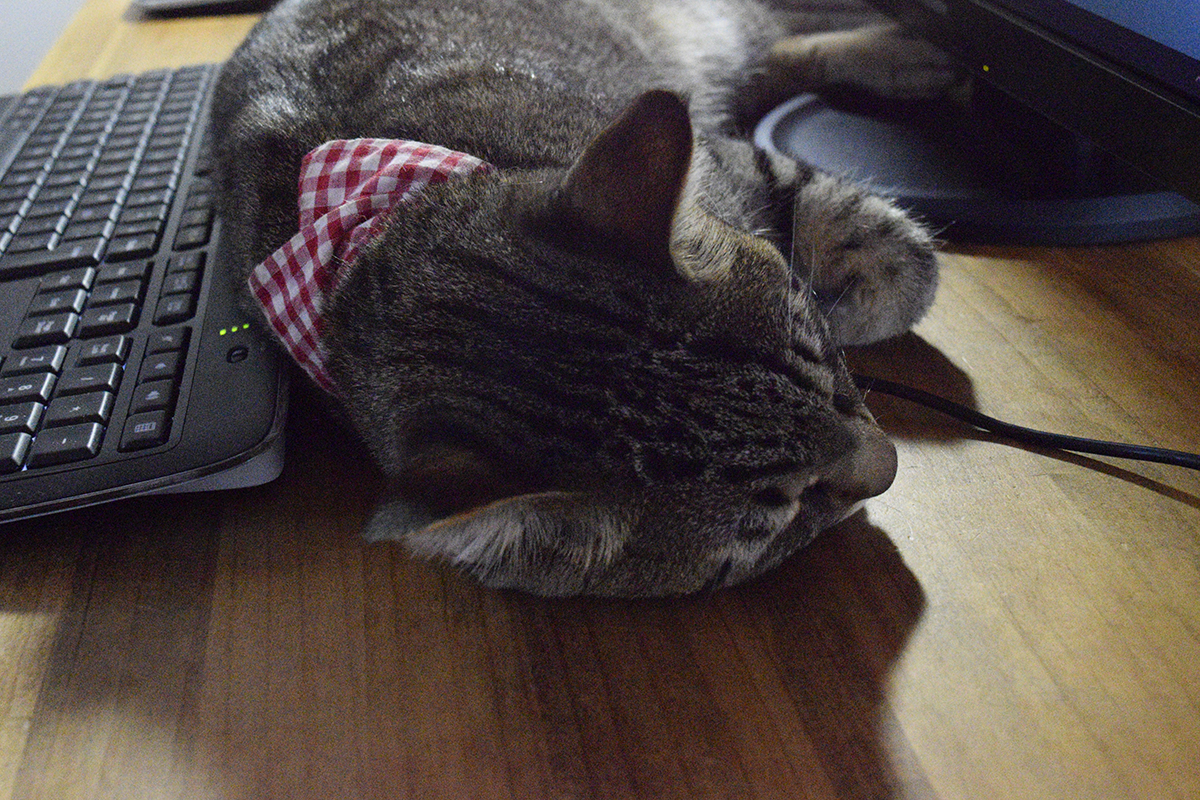 机の上で寝るキジトラ猫の虎ノ介