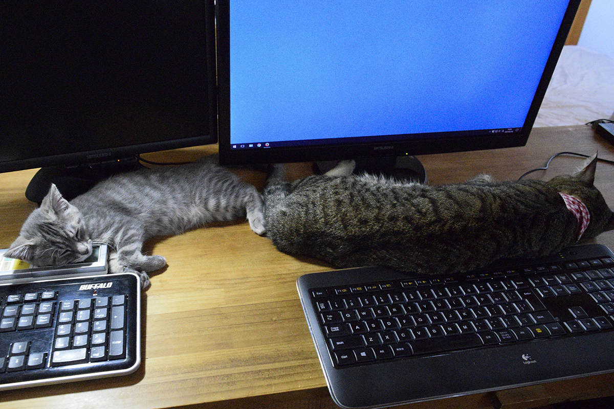 机の上で寝るキジトラ猫の虎ノ介とサバトラ猫の春太