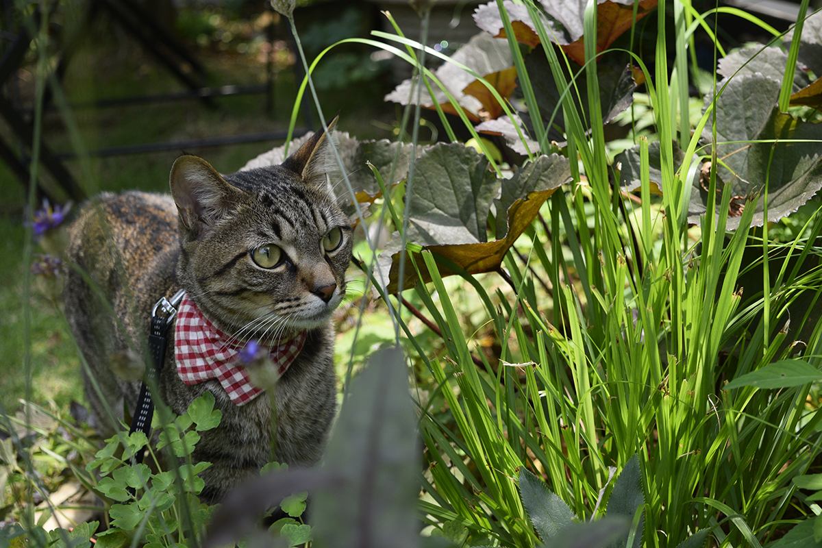 庭にでるキジトラ猫の虎ノ介