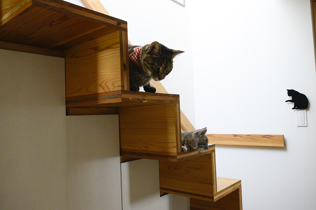 階段で並んで座るキジトラ猫の虎ノ介とサバトラ猫の春太