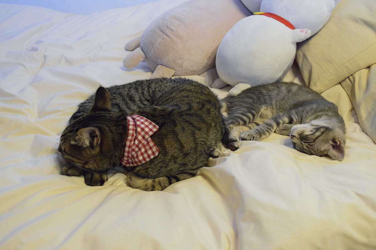 ベッドで並んで眠るキジトラ猫の虎ノ介とサバトラ猫の春太