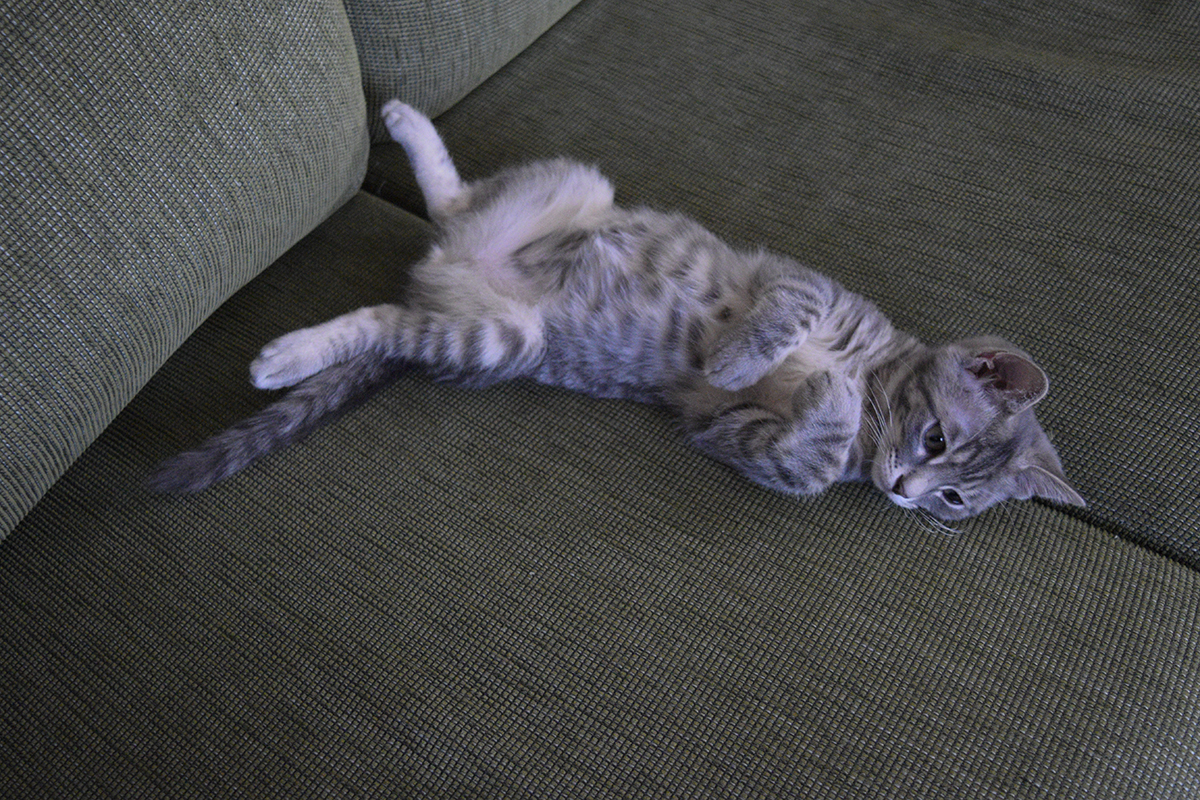１Fのソファーの上でエアコンの風を全身に浴びてくつろぐサバトラ猫の春太