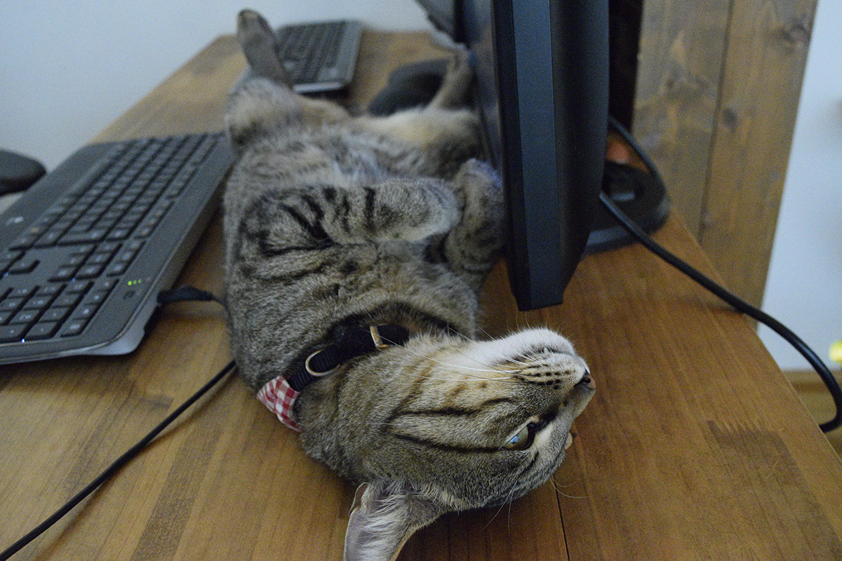 机の上でのんびりとへそ天で昼寝するキジトラ猫の虎ノ介
