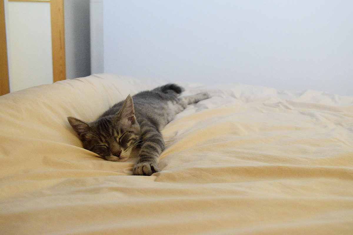 ベッドで眠るサバトラ猫の春太