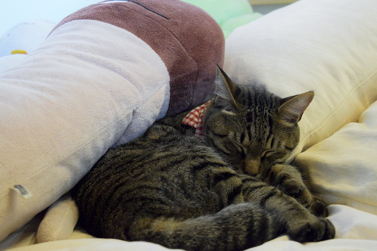 ベッドで眠るキジトラ猫の虎ノ介