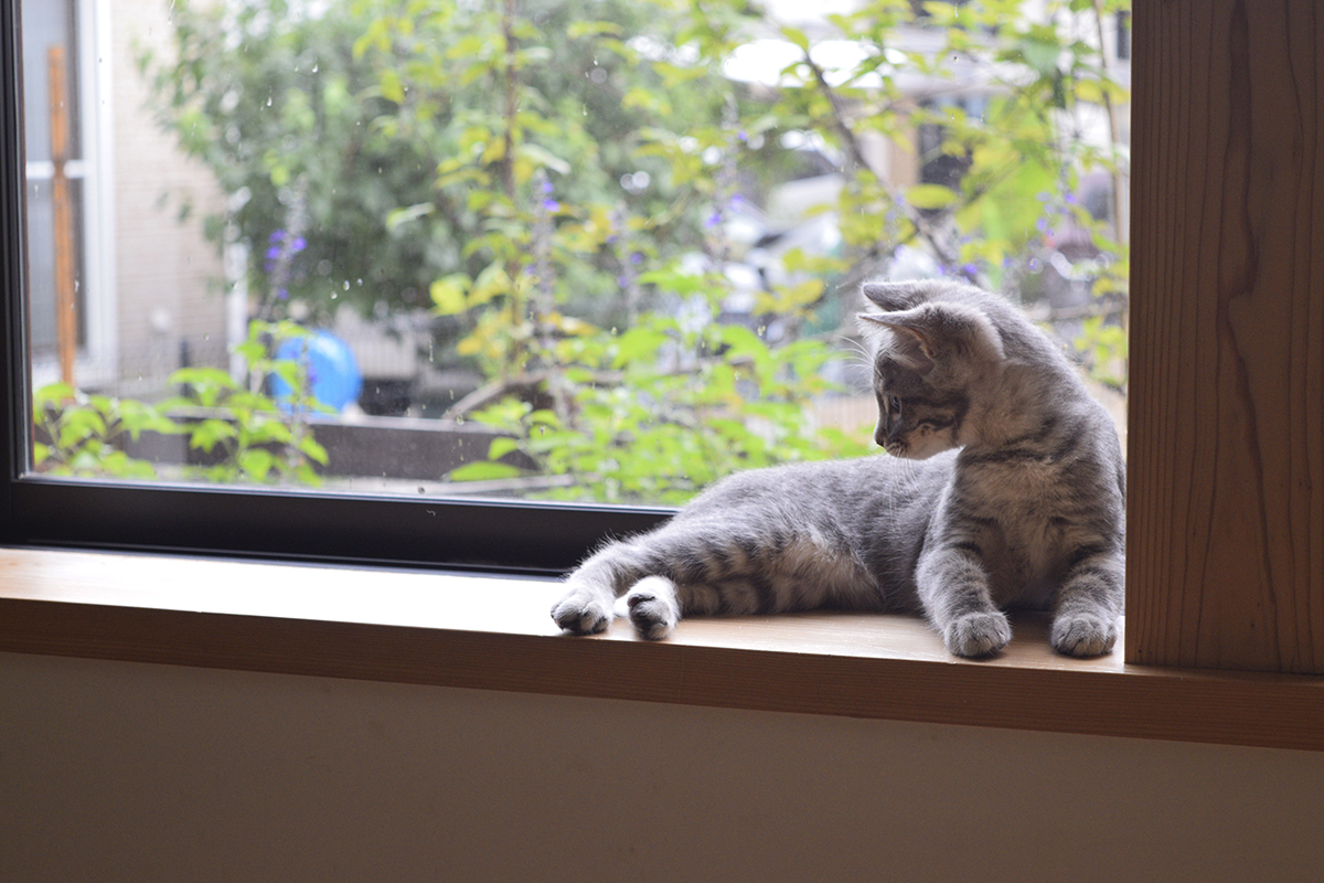 カーテンがはずれた窓辺でくつろぐサバトラ猫の春太