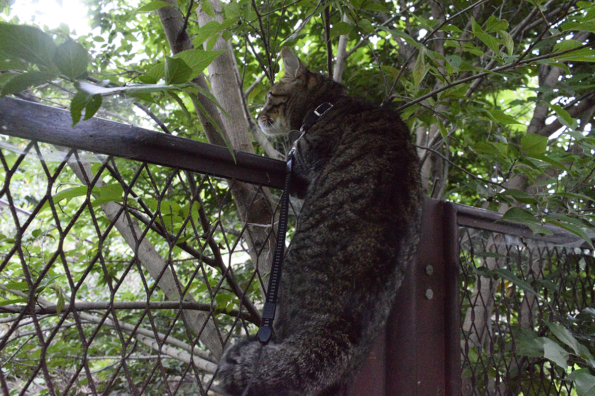 セミを見つけてフェンスによじ登るキジトラ猫の虎ノ介