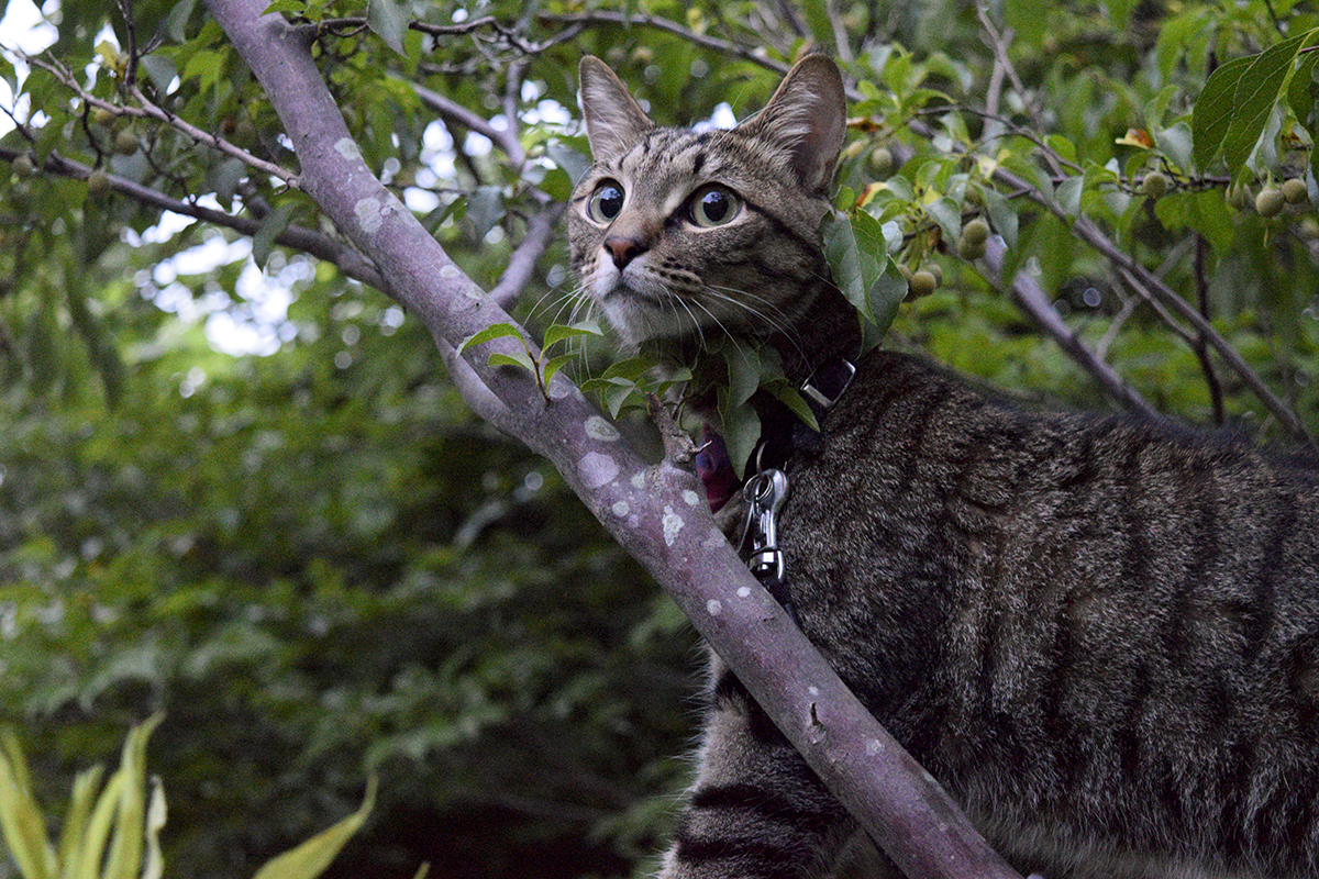セミをみつけて木に登ったキジトラ猫の虎ノ介