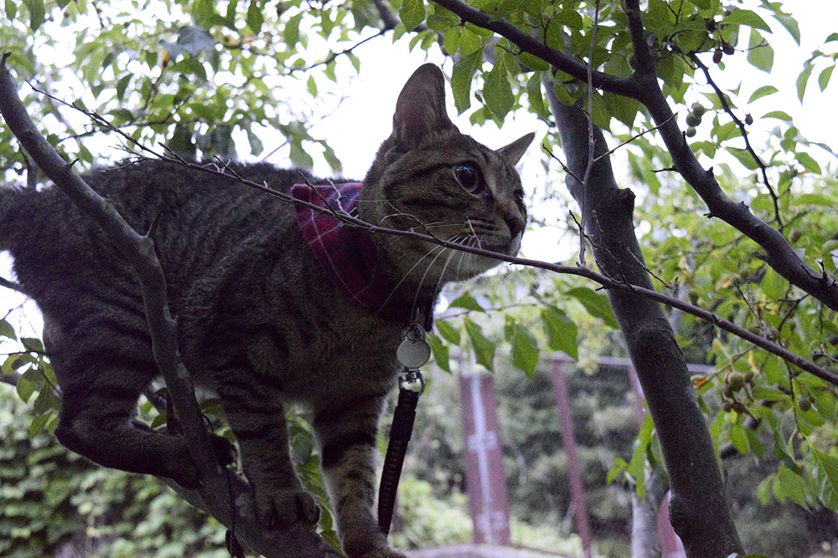 セミを見つけて木に登るキジトラ猫の虎ノ介