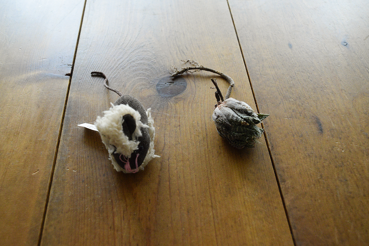 鼠のおもちゃと引っこ抜かれた多肉植物