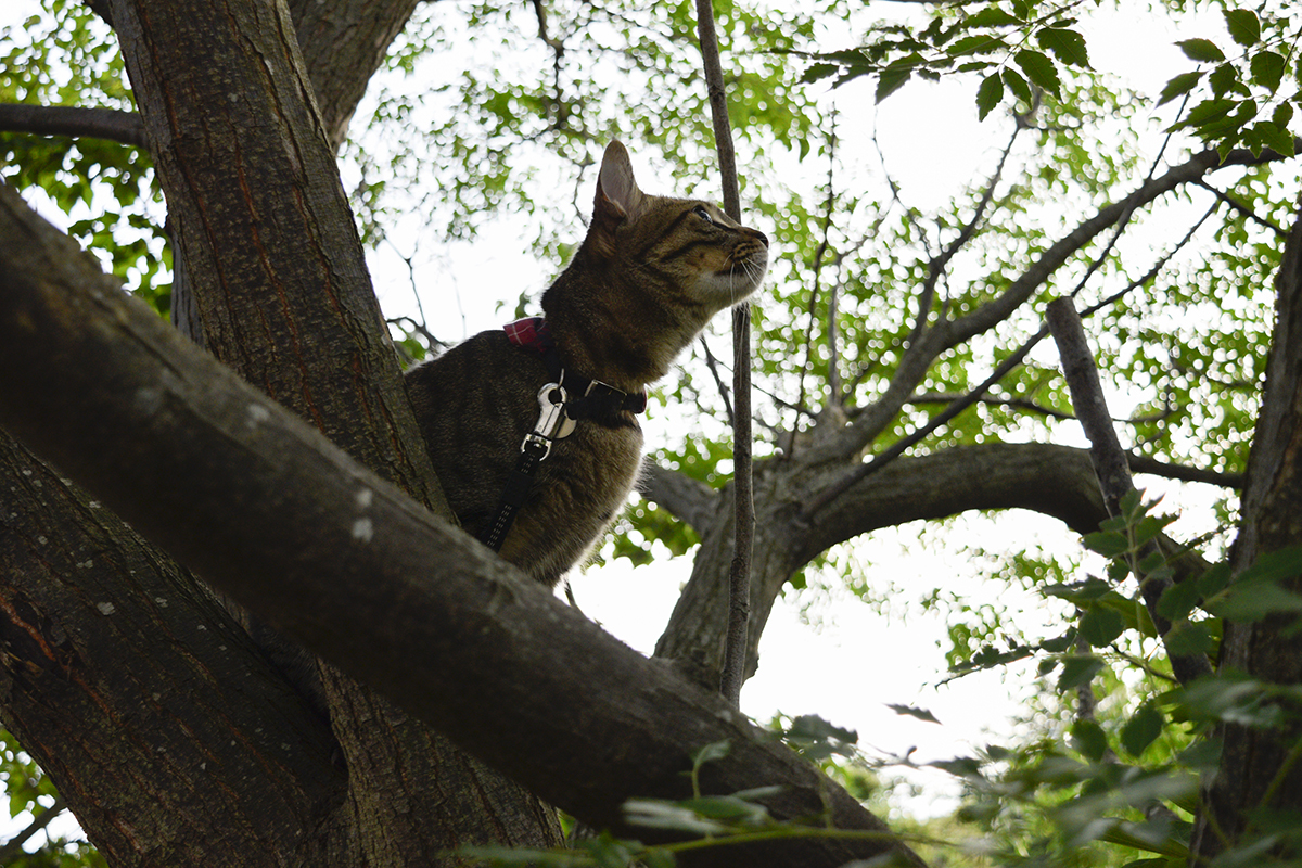 木に登ってセミを見つめるキジトラ猫の虎ノ介