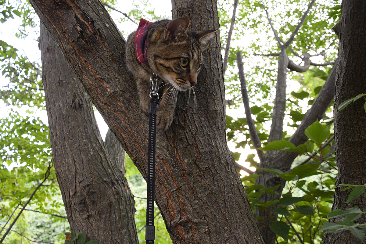 木に登ろうとする小学生を見つめるキジトラ猫の虎ノ介