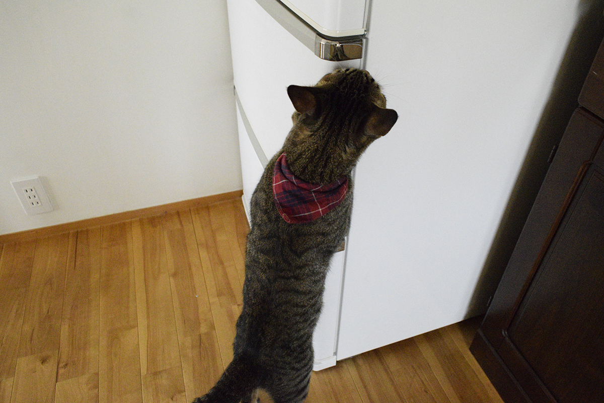 冷蔵庫をチェックするキジトラ猫の虎ノ介