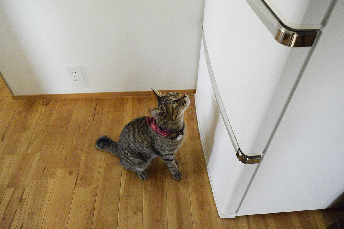 冷蔵庫をあけようとするキジトラ猫の虎ノ介