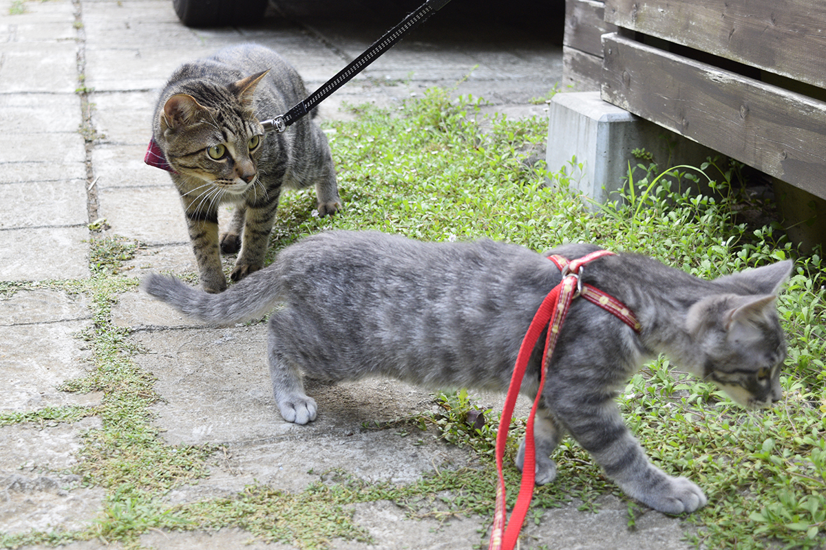 ハーネスをつけて歩くサバトラ猫の春太とその姿をみつめるキジトラ猫の虎ノ介
