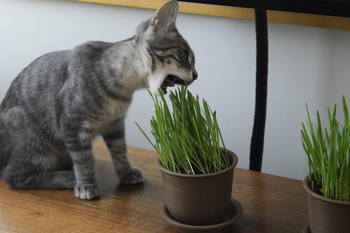 初めての猫草を食べるサバトラ猫の春太