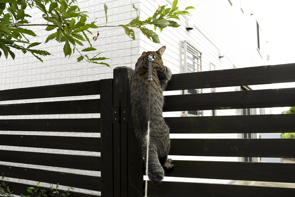 フェンスによじ登るキジトラ猫の虎ノ介