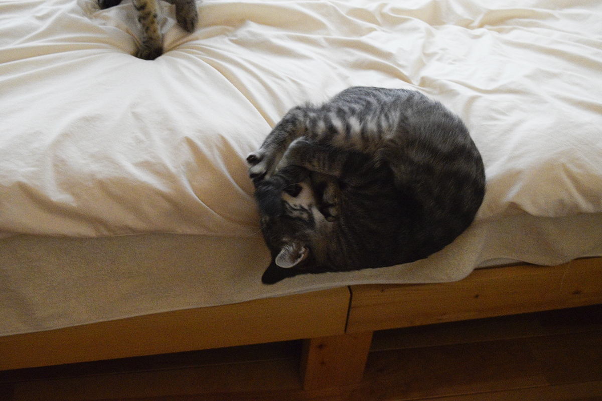 ベッドから落ちるサバトラ猫の春太