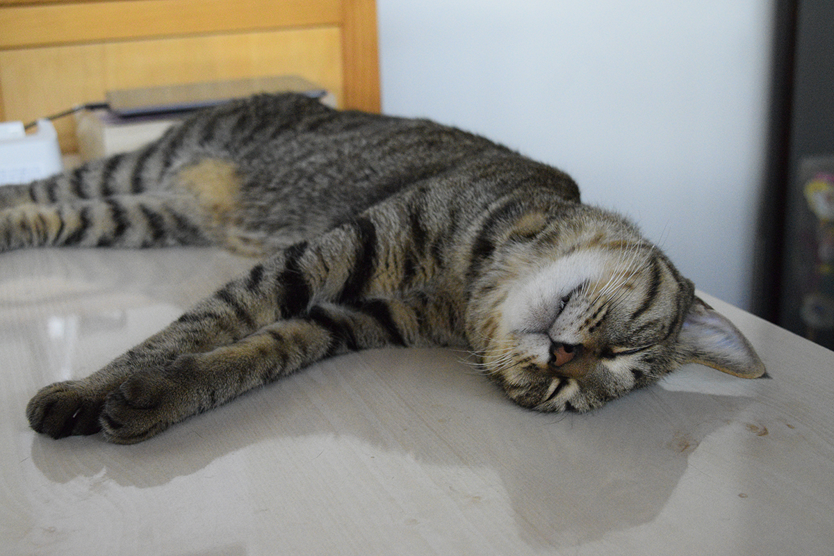 暑くてぐったりしているキジトラ猫の虎ノ介