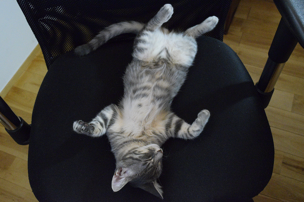 暑くてヘソ天で寝ているサバトラ猫の春太