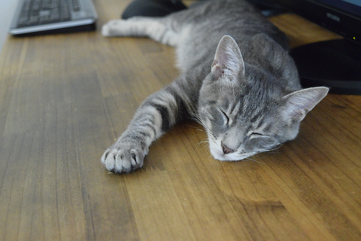 机で眠るサバトラ猫の春太