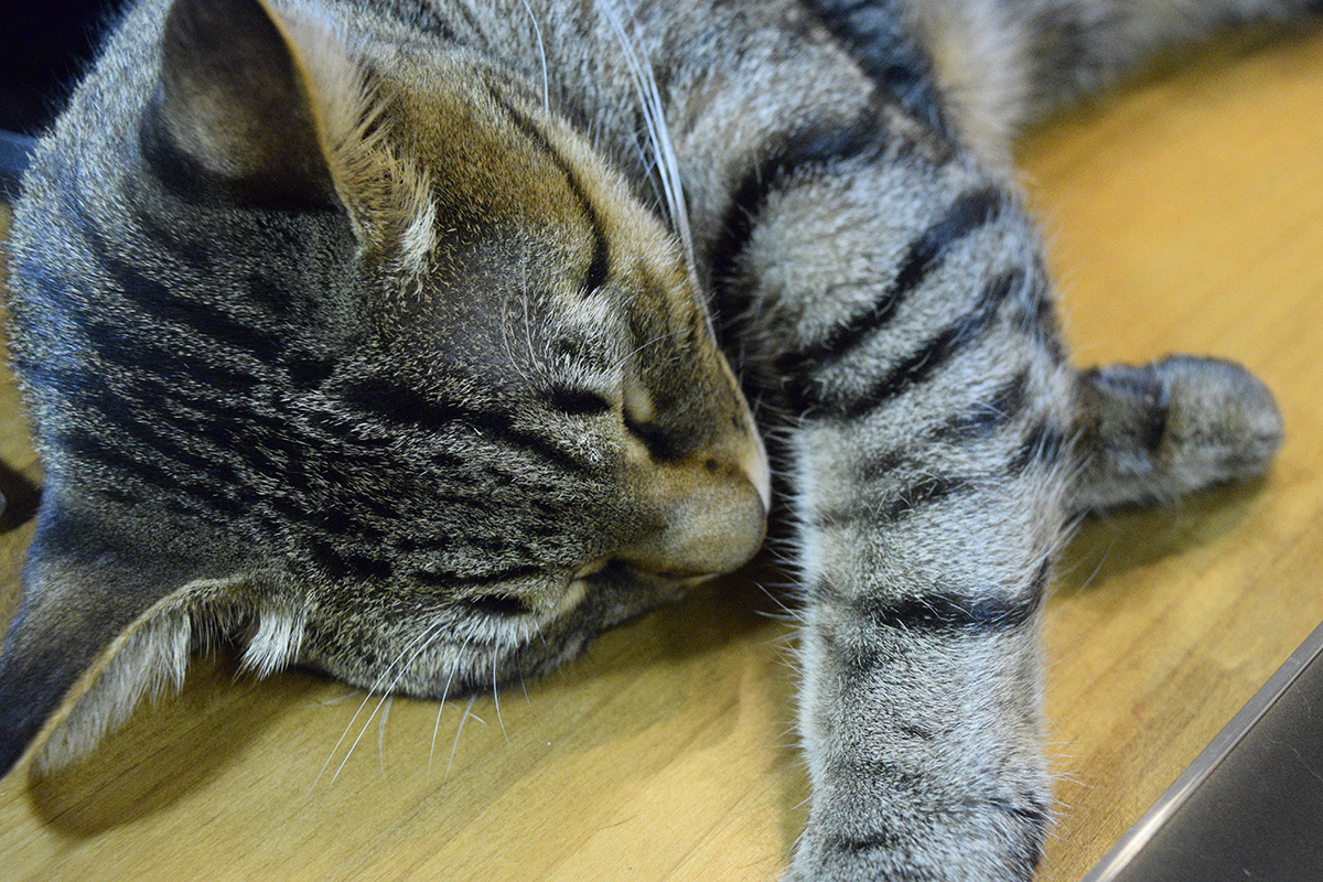 ぐっすり眠るキジトラ猫の虎ノ介