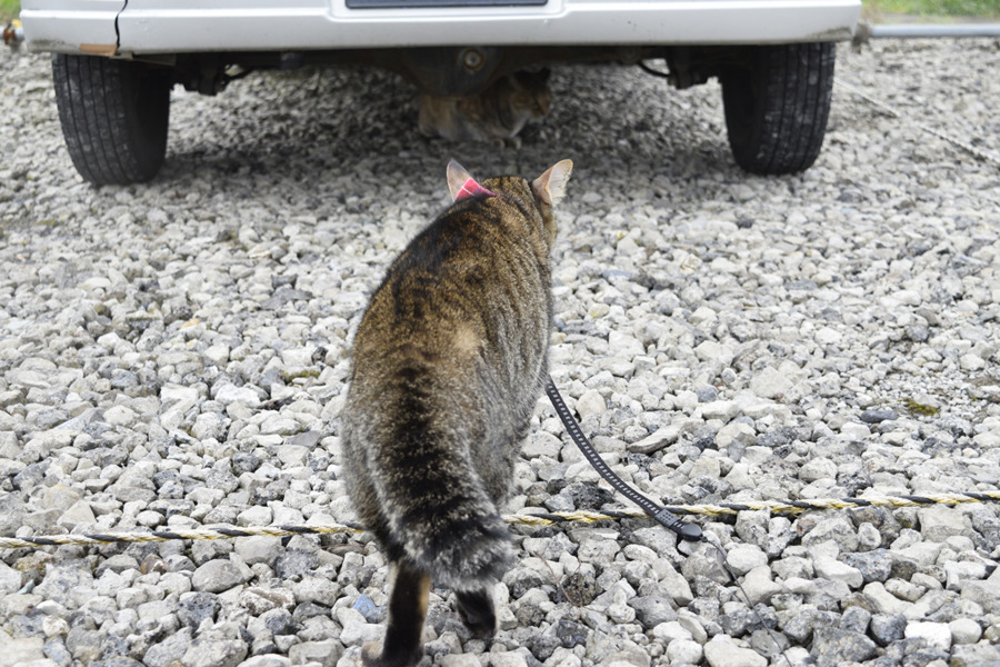 車の下にいた猫ににじりよるキジトラ猫の虎ノ介