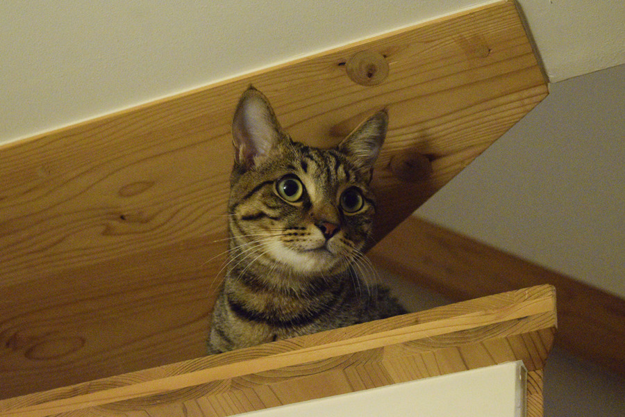 階段からテレビを見つめるキジトラ猫の虎ノ介