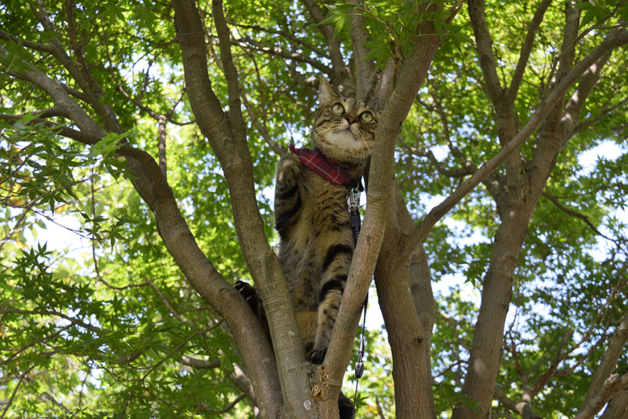 セミを追いかけて木に登ったキジトラ猫の虎ノ介