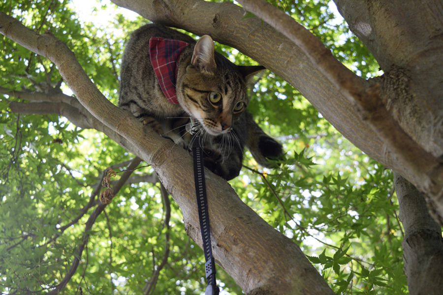 木から降りるキジトラ猫の虎ノ介