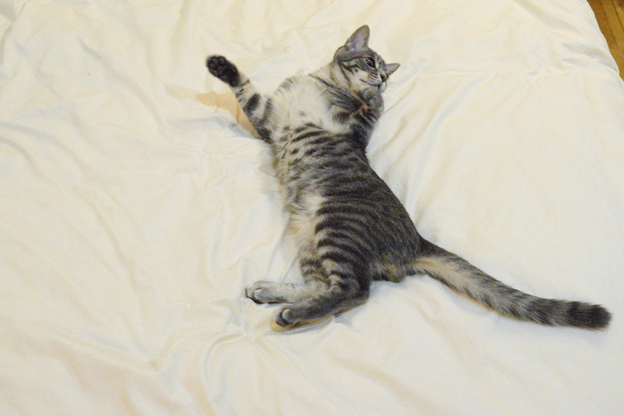 ベッドの上ではしゃぐサバトラ猫の春太