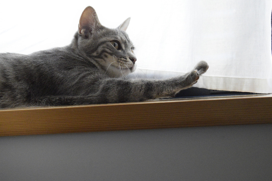 窓辺で伸びるサバトラ猫の春太