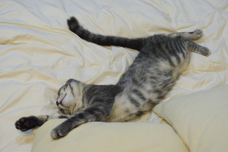 満足して昼寝するサバトラ猫の春太