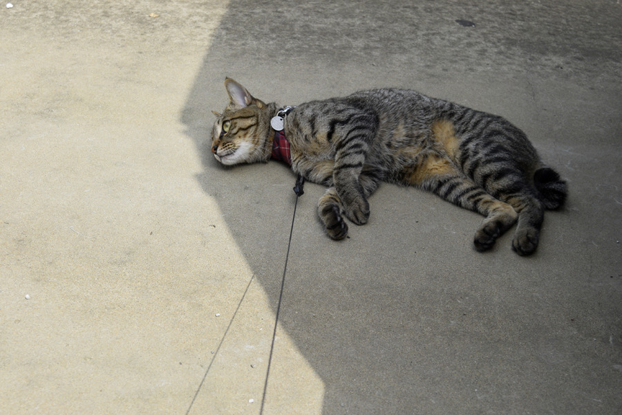日陰でごろごろするキジトラ猫の虎ノ介