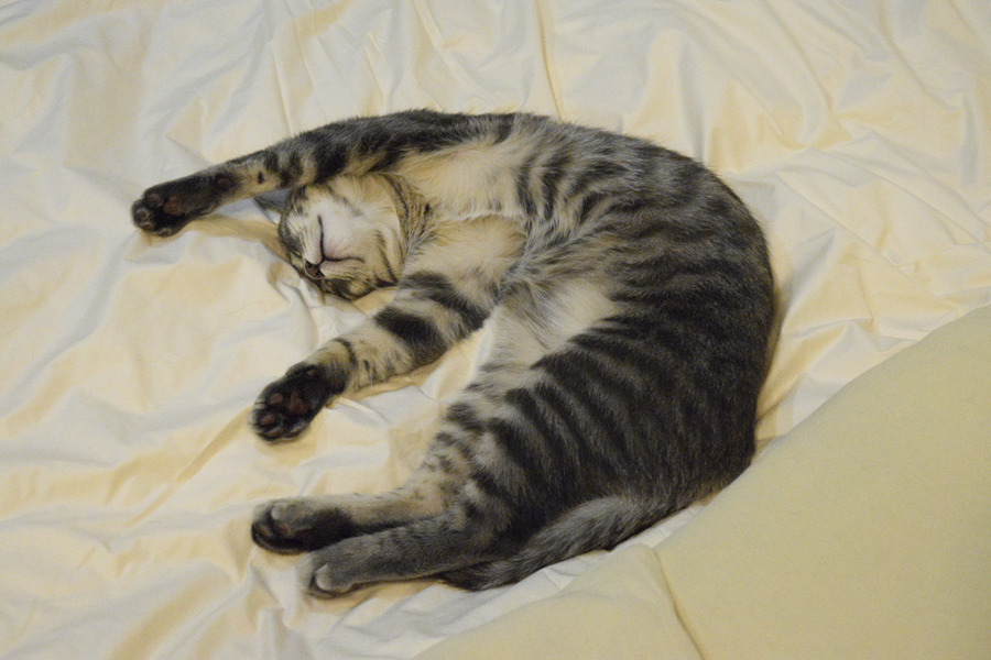ベッドで寝転がるサバトラ猫の春太