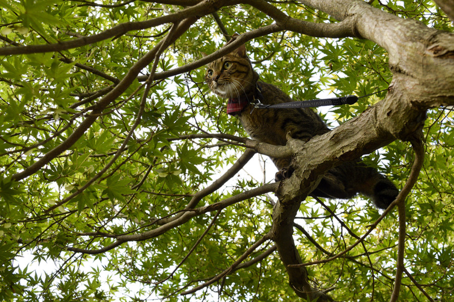 木登りするキジトラ猫の虎ノ介