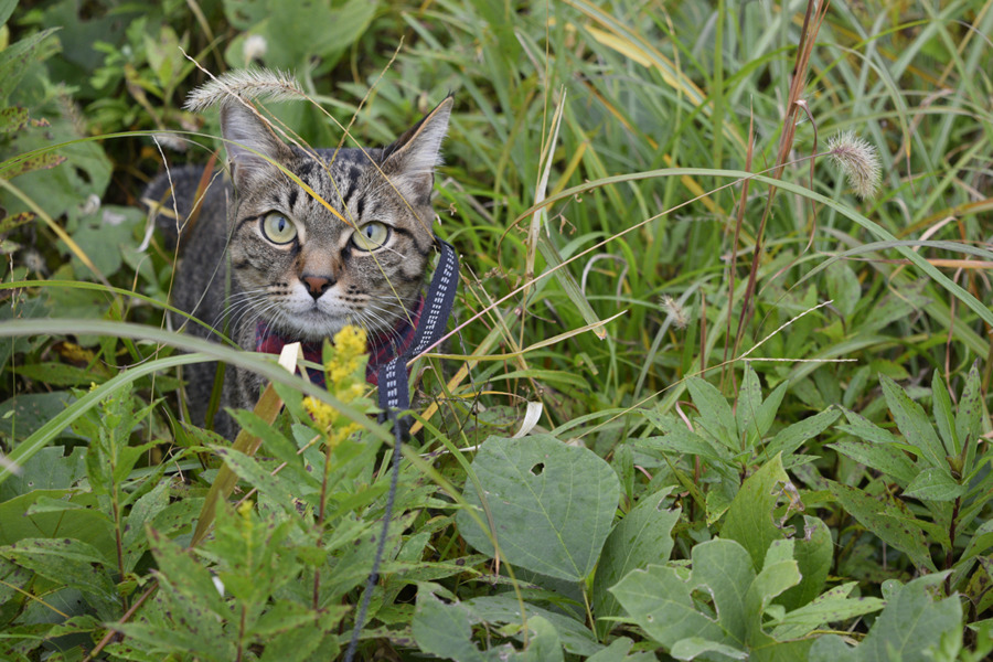 草むらで野良猫さんを探すキジトラ猫の虎ノ介