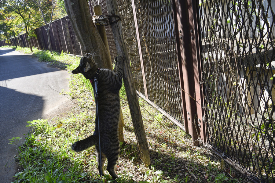木の上を見上げるキジトラ猫の虎ノ介
